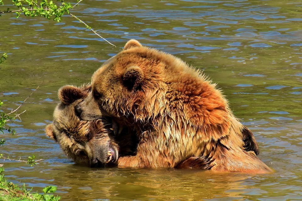 Green Adventure - Brown bears playing