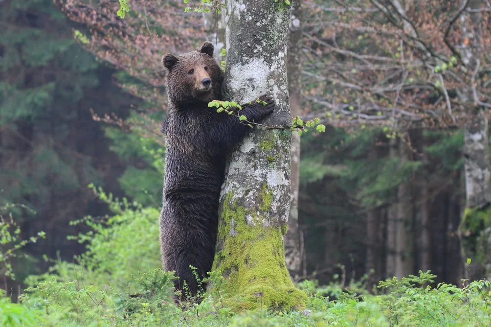 Green adventure - Brown bear
