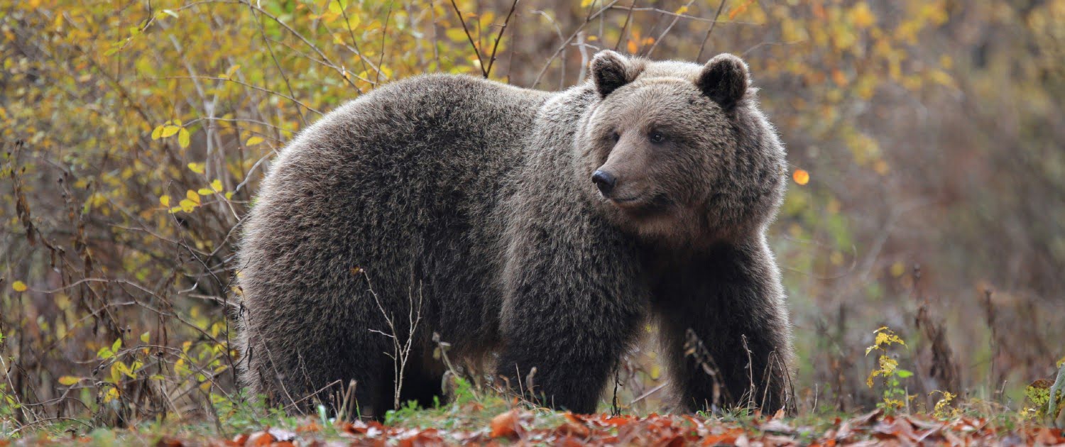 Bear watching Slovenia