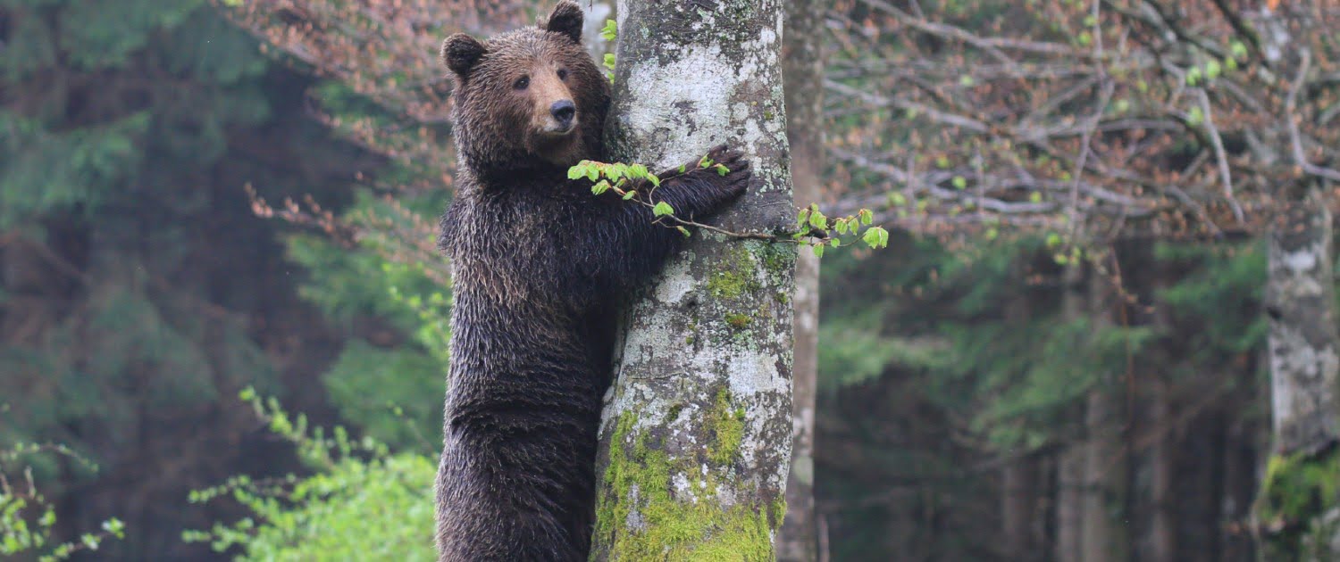 Medved - kralj gozdov - Green Adventure